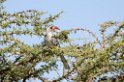 Serengeti Red-billed Hornbill