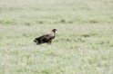 Serengeti Steppeørn