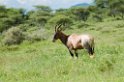 Serengeti Topi00