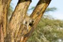 Serengeti Vervet Monkey00