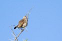 Serengeti Weaver