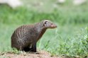 Serengeti banded mongoose10