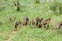 Tarangira Baboons01