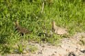 Tarangira Black-faced sandgrouse