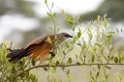 Tarangira Coucal