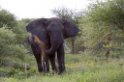 Tarangira Elefant00