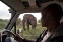 Tarangira Elefant01