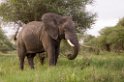 Tarangira Elefant02