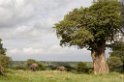 Tarangira Elefant03