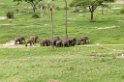 Tarangira Elefant06