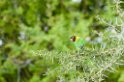 Tarangira Lovebird