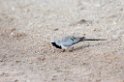 Tarangira Namaqua dove