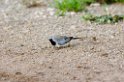 Tarangira Namaqua dove01