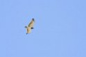 Tarangira Snake-eagle