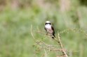 Tarangira White-c shrike