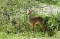 Tarangira dikdik01