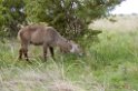Tarangira waterbuck00