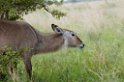 Tarangira waterbuck01