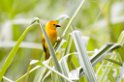Taveta Golden Weaver000