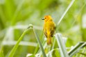 Taveta Golden Weaver001
