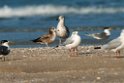 Black-tailed Gull.20140222_7626
