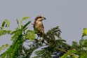 Brown Shrike.20140222_7342