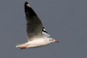 Brown-headed Gull.20140222_7346