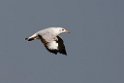 Brown-headed Gull.20140222_7358