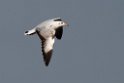 Brown-headed Gull.20140222_7360