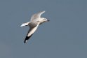 Brown-headed Gull.20140222_7365