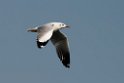 Brown-headed Gull.20140222_7366