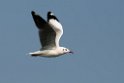 Brown-headed Gull.20140222_7368