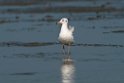 Brown-headed Gull.20140222_7438