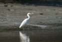 Chinese egret.20140222_7423