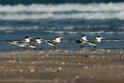 Great Crested Tern.20140222_7649