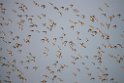 Great Knot.20140224_7752