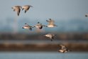 Great Knot.20140224_7760
