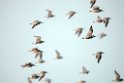 Great Knot.20140224_7766