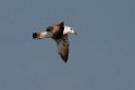 Lesser Black-backed Gull Heuglini.20140222_7351