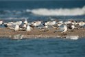 Lesser Crested Tern.20140222_7581