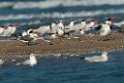 Lesser Crested Tern.20140222_7594