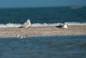Pallas's Gull.20140222_7505