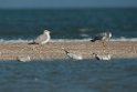 Pallas's Gull.20140222_7510