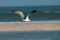 Pallas´s Gull.20140222_7519