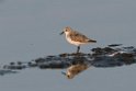 Red-necked Stint.20140222_7319