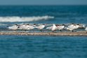 Rovterne.20140222_7565