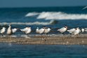 Rovterne.20140222_7652
