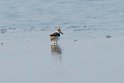 Spoon-billed Sandpiper.20140222_7322