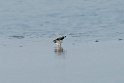 Spoon-billed Sandpiper.20140222_7323