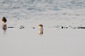Spoon-billed Sandpiper.20140224_7722